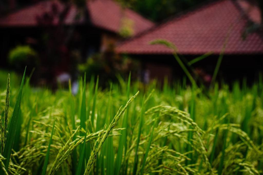Puji Hostel And Bungalow Ubud Екстер'єр фото